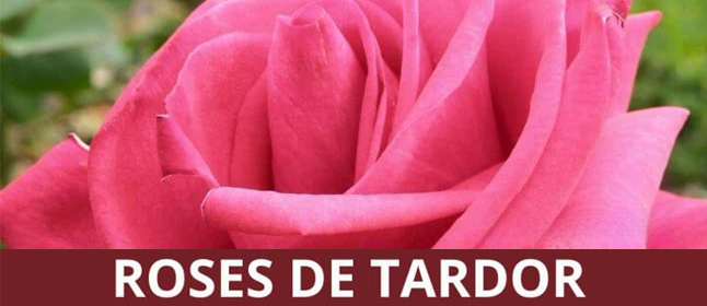 Les jornades Roses de Tardor celebren al Palau Falguera la segona floració de l'any dels rosers